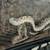 Male Plains Hognose Snake 5 thumbnail