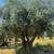 🫒 GIANT 150+ YEAR OLD SUPER GNARLY TRUNK OLIVE TREES GIANT SAVIINGS🫒 22 thumbnail