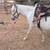 PONIES 2 thumbnail