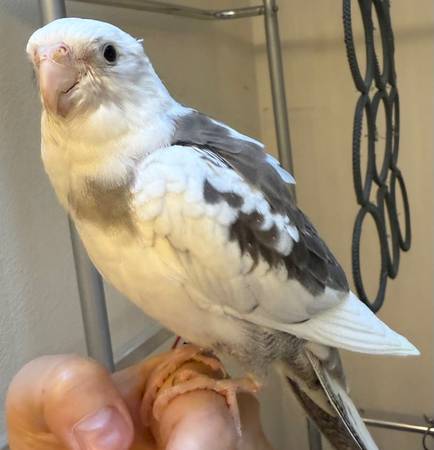 Handfed male Whiteface pied cockatiel (Lynnwood,WA)63853650758915123