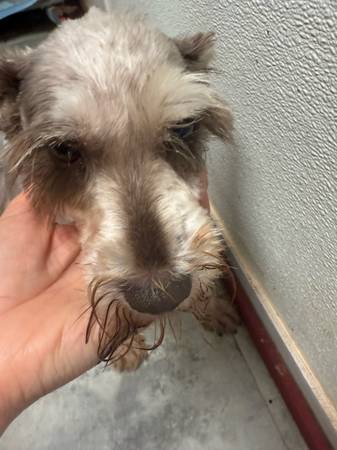 Female schnauzer (Liberty)63859315845379121