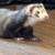 Pets/Ferrets 11 thumbnail