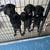 Labradors 4 thumbnail