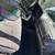 Dodge ram 2500 diesel manual six speed 7 thumbnail