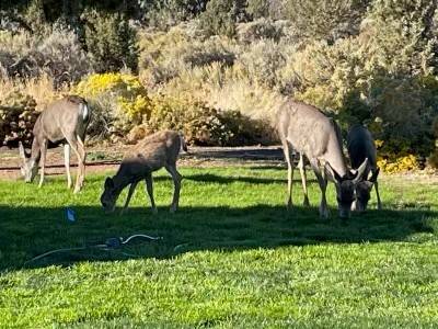 $800 Big Horn and River Rim RV Park63839294092929124