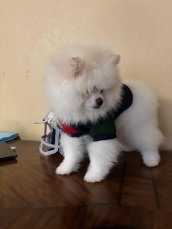 POMERANIAN (vegas)63860183884417120