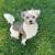 Dog available 3 thumbnail