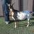 ADGA Nigerian Dwarf Does. Forced to Downsize 1 thumbnail