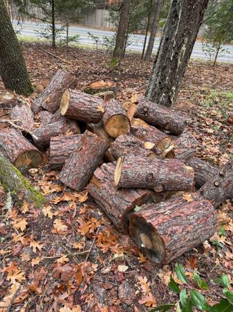 FREE PINE rounds for firewood -house-shop-camping 1