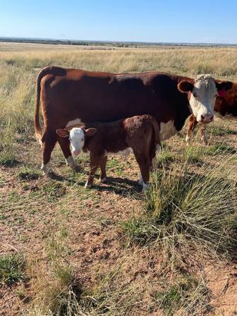 Pasture wanted for lease 1