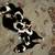 Pointer/Border Collie Puppies- Ready To Go! 21 thumbnail