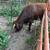 Cattle--Dexter Heifer 11 thumbnail
