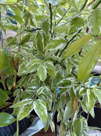 Devil's backbone plant  (Euphorbia tithymaloides) 1