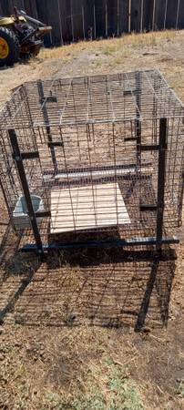 Free rabbit with or without purchase of a cage $25 (Terra Bella)63873028376195123