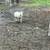 Comnercial white face ewes 2 thumbnail