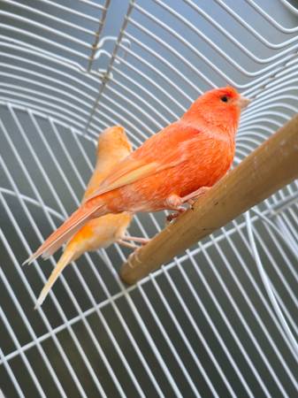 Pájaros canarios machos con jaula63916449645827121