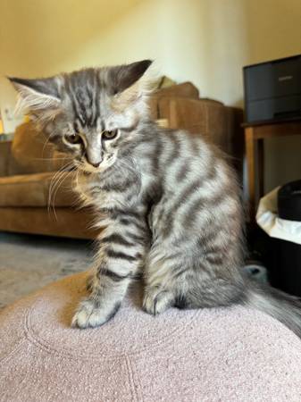 Mainecoon Kitten (napa county)63869605837313122