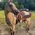 7 year old buckskin 2 thumbnail