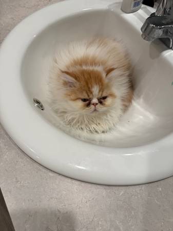Persian (Harrah)63681451222147120