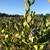 Frozen Blueberries, LiMarvin Farm 10 thumbnail