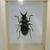 Taxidermy - Insect Framed/Resin (Scorpions, Tarantulas, Beetles, etc) 8 thumbnail
