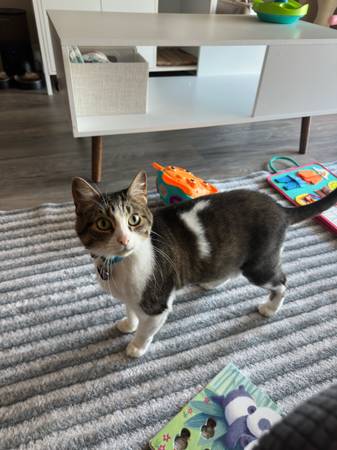 Rehoming female cat (Houston)63859314760577122