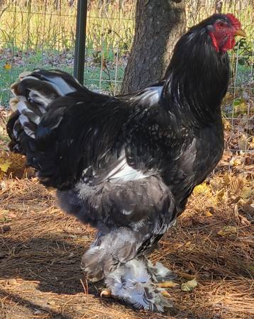 2 Black Mottled Brahma Roosters 1