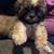 Shih tzu puppies. Ready for forever homes 5 thumbnail