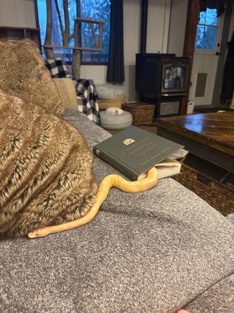 Healthy Albino Ball Python with Complete Setup – $450 OBO 1