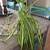 Spider Plants 2 thumbnail