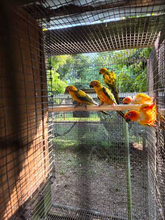 Sun conures 1