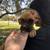 Boxer puppies 3 thumbnail