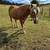 Haflinger Gelding & Wagon 1 thumbnail