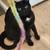 Perry - 2 y.o. Black Cat Looking For a Furrever Home 2 thumbnail