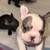 French bulldog puppies 4 thumbnail