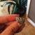 Sterling Silver Ring (Size 6) with marcasite Style  Excellent Conditio 2 thumbnail
