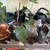 INDOOR plants - assorted 7 thumbnail