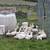Jumbo Pekin hens & drakes 1 thumbnail