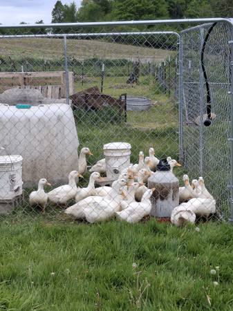 Jumbo Pekin hens & drakes 1