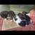 Kittens 2 thumbnail