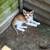 Kittens available for rehoming. 11 thumbnail