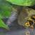 Poison Dart Frog tadpoles (dendrobates leucomelas) 4 thumbnail