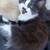 2 month old kittens 5 thumbnail