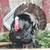 turkey tom 3 thumbnail