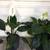 SPATHIPHYLLUM (PEACE LILY) 1 thumbnail