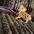 Bengal kittens 7 thumbnail