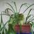 PLANT-LARGE STAG FERN IN CLAY POT 2 thumbnail
