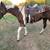 Begginner trail mare 2 thumbnail