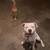 White Bulldog 1 thumbnail