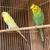 Parakeets $40 and up for a pair whit a cage and nest incluide 5 thumbnail